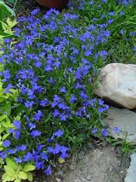 Trailing Lobelia Always So Pretty In The Garden And In Pots Too Good For Shade Part Shade Shade Plants Shade Flowers Shade Garden