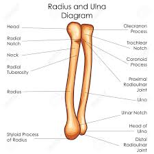 But most of the people in general geometry gets the image of circle as one sounds radius. Medizinische Ausbildung Diagramm Der Biologie Fur Radius Und Ulna Diagramm Vektor Illustration Lizenzfrei Nutzbare Vektorgrafiken Clip Arts Illustrationen Image 79651454