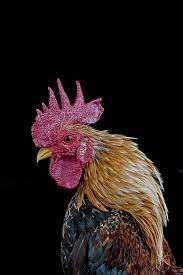 Pin On Animal Photography