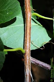 Image result for Styracaceae