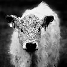 Weißes bild (ebene) das bild (die ebene) ist nicht sichtbar; Weisses Galloway Kalb Mitglieder Alben Olympus Fotoforum Die Pen Om D E System Community