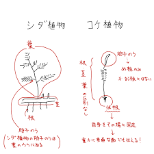 中１理科 シダ植物とコケ植物の違い 根 茎 葉 維管束の有無 Irohabook