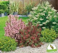Bienenfreundliche Hecke Im Set 5 Pflanzen Vorgarten Pflanzen Bienenfreundliche Pflanzen Und Pflanzen