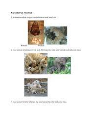 100%(2)100% found this document useful (2 votes). Cara Haiwan Membiak
