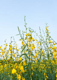Image result for Crotalaria torrei