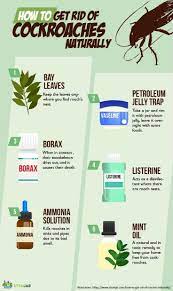 The high curcumin content in turmeric hinders the insects'. Pestcontrol Infographic How To Get Rid Roaches Home Remedies For Roaches