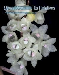 Image result for Calyptrochilum