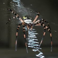 It is also known as the yellow garden argiope and the writing spider. Black And Yellow Garden Spider Argiope Aurantia Bugguide Net