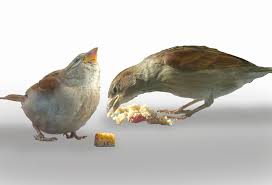 Schutzt Die Spatzen Spatz Creative Design