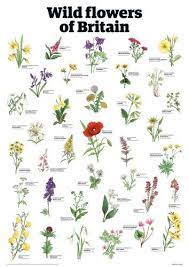 Flower names that work for baby girls range from the exotic amaryllis to zinnia to the everyday, such as daisy, clover, and marigold. 300 Garden Ideas Garden Garden Design Garden Inspiration