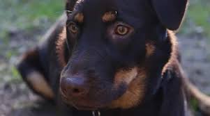 Favorite this post jul 11 Rottweiler Labrador Retriever Mix Labrottie Breed Info Pictures More