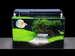 How To Grow Aquatic Plants In Aquarium Amazing Diy Aquascape For Betta Fish No Co2 Have Filter Youtube In 2020 Betta Aquarium Betta Fish Tank Betta Fish Types