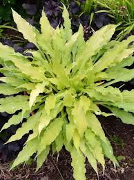 Hostas suffer from a disease called hosta virus x, which is at epidemic levels around the world. Hosta Wiggles And Squiggles Bluestone Perennials