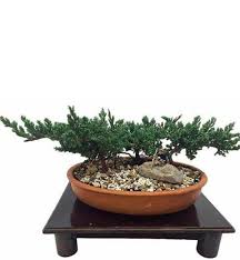 Los mejores obsequios para diferentes ocasiones. Bonsai Bosque Nana Magenta Flores De Colombia