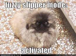 Pin By Andrea Shinn On Funny Dog Memes Funny Dog Pictures Pekingese Funny Dog Memes
