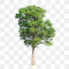 Top free images & vectors for pngtree in png, vector, file, black and white, logo, clipart, cartoon and transparent. Tree Png Images Vector And Psd Files Free Download On Pngtree