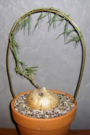 Image result for Ipomoea bolusiana