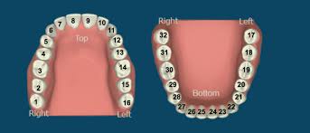 Interactive Meridian Tooth Chart Stamford Dentist