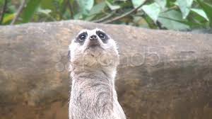 Meerkats Mongooses Zoo Animals Wildlife 2d 3d Stock Footage Zoo Mongooses Meerkats Animals Zoo Animals Meerkat Animals