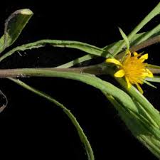 Image result for Geigeria brevifolia