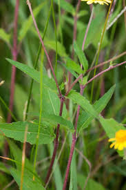 Image result for Bothriocline longipes