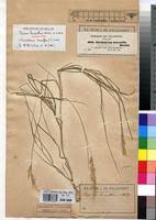 Image result for Tricholaena