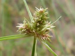 Image result for Cyperus fischerianus