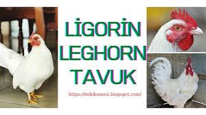 ligorin leghorn tavuk ozellikleri 2021 tavuk tavuk irklari renkler