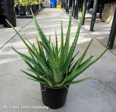 Image result for Aloe barendii