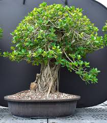 Image result for Ficus barteri
