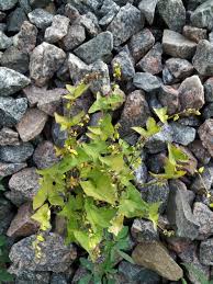 Image result for Fagopyrum snowdenii