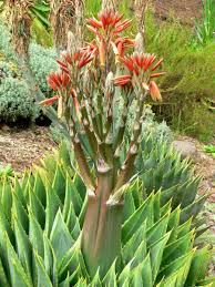 Image result for Aloe plowesii