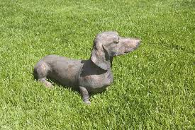 Pet dogs already have to be microchipped by law. Lost Pet 15 Ideas Of What To Do With Your Pet S Ashes