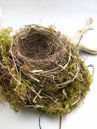 Birds With Their Nests Pictures Nesting Bird Eggs Bird Nest Nest