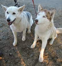 However, one hereditary condition which affects alaskan husky dogs, but not siberians, is alaskan husky encephalopathy (ahe). Alaskan Husky Vs Siberian Husky