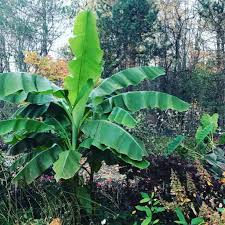 Once banana trees are established the roots are frost hardy but young plants do not tolerate the cold nearly as well as older plants. Banana Plant Care Musa Basjoo And Ensete Vetricosum