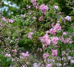 Image result for Deutzia x hybrida ′Mont Rose