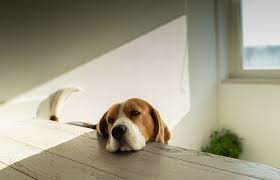 Züchtungsziel war es, einen bewegungsfreudigen laufhund zu erhalten, der selbstständig in der hundemeute hasen und füchse aufspüren und in die gewünschte richtung treiben konnte. Sind Beagle Geeignet Fur Eine Wohnungshaltung Tatzen Und Pfoten