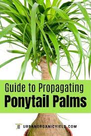 Regrowing And Propagating Ponytail Palms On Your Own Palm Tree Care Palm Tree Plant Palm House Plants