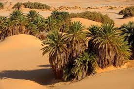 Palm Trees In Selima Oasis Sudan Beautiful Nature Palm Trees Oasis