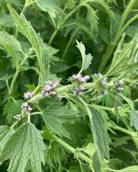 Image result for Leonurus japonicus