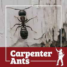 Ants may seem small and pretty harmless, but they are actually troublesome and extremely dangerous insects. Carpenter Ants Control Rochester Syracuse Buffalo In Ny