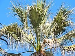 Image result for Washingtonia filifera