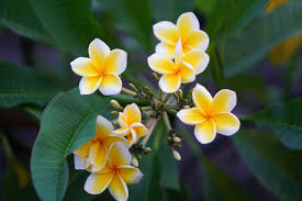 Buy michelia champa son champa plant seeds online at best. White Frangipani Plant Care Growing Guide