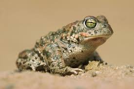 Sep 25, 2018 · old rip: Frog And Toad Types Habitat Diet Characteristics Britannica
