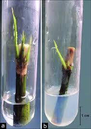 Image result for Bambusa balcooa