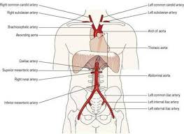 Heart arteries arteries and veins simple heart diagram science diagrams physical education lessons a level biology critical care nursing nursing notes circulatory system. The Cardiovascular System Ross And Wilson Anatomy And Physiology In Health And Illness 11e