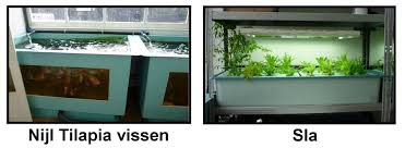 Afbeeldingsresultaat Voor Aquaponics Aquarium Kopen