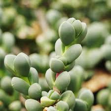 Image result for Digitaria velutina