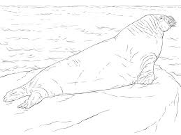 Free printable walrus coloring pages for kids. Realistic Walrus Coloring Page Free Printable Coloring Pages For Kids